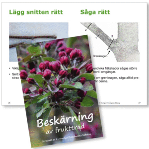 Beskärning av Fruktträd